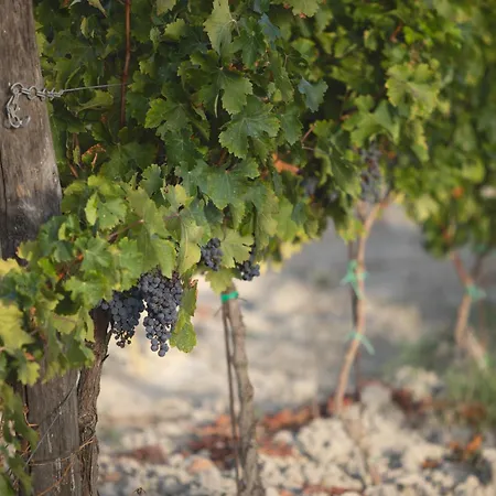 Le Fraine - & Olives Glamping Santa Luce