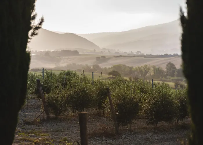 Le Fraine - & Olives Glamping *